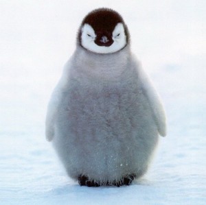 Create meme: babies, penguin