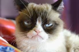 Create meme: unhappy cat pictures, grumpy cat know, gloomy cat