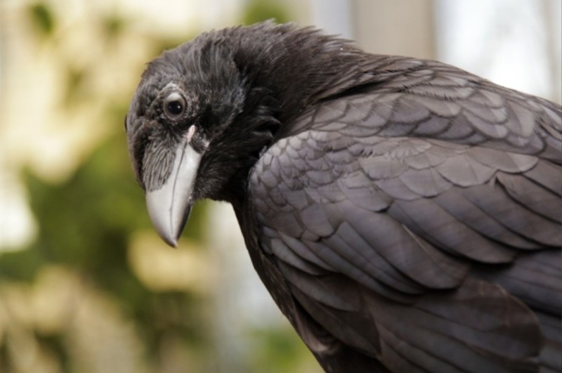 Create meme: the intelligence of a chimpanzee, The raven bird, raven raven