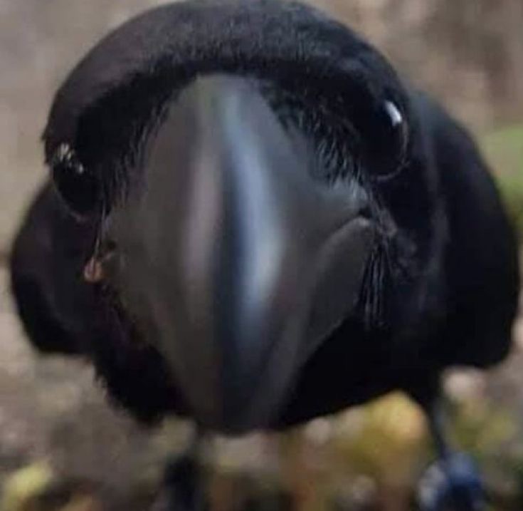 Create meme: a raven with an open beak, The crow and the monkey, crow 