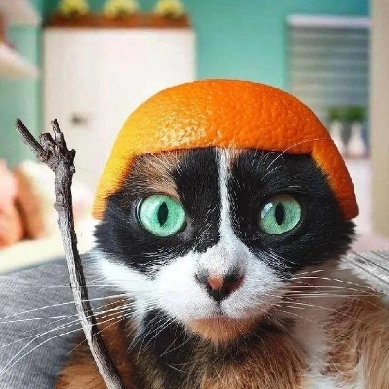 Create meme: a cat with an orange on its head, The mandarin cat, cat orange