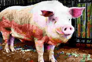 Create meme: pig breed Landrace, pig