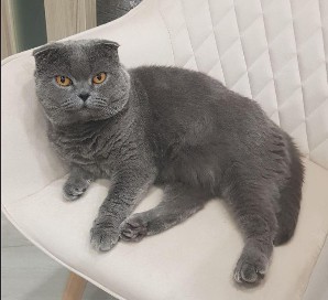 Create meme: Scottish fold, Scottish straight cat, fold the Briton