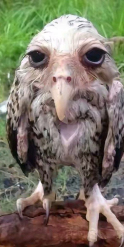 Create meme: salt owl, wet owl, funny owls