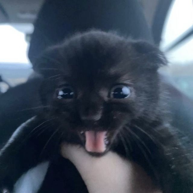 Create meme: black fluffy kitten, seals are black, cute black cats