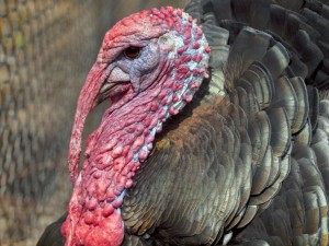 Create meme: the wild Turkey of North America, wild turkey, angry turkey