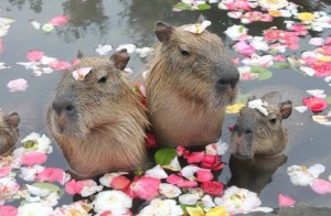 Create meme: rodent capybara, the capybara