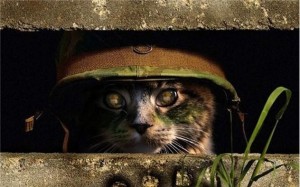 Create meme: Cat, military studs videos, military cat