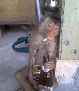 Create meme: drunk monkey