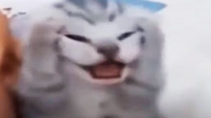 Create meme: cat sneezes meme, cats, kitten meme