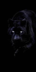 Создать мем: животные на черном фоне, чёрная пантера, k2 чёрная пантера