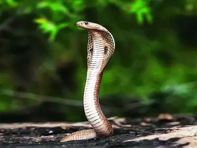 Create meme: snake king Cobra, the king cobra, poisonous snakes