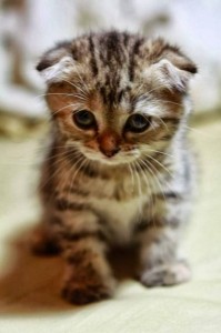 Create meme: Scottish fold kittens