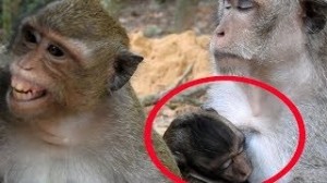 Создать мем: мартышка помогите, monkey, обезьяна omg