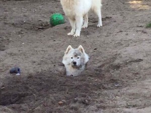 Create meme: The Samoyed, demotivator Samoyed dog, dog