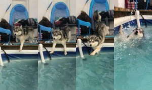 Create meme: husky, Siberian husky, meme husky falls into a pool