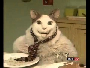 Create meme: avatar stoned cat, Cat, stoned cat