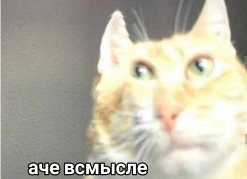 Create meme: the cat achovsense, memes with cats , cat meme 