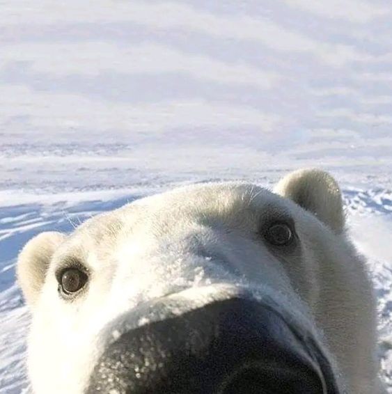 Create meme: polar bear , polar bear funny, white polar bear