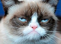 Создать мем: грустный кот, grumpy cat, Кот
