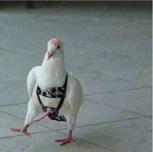 Create meme: dove, crazy pigeon photo, pigeons love