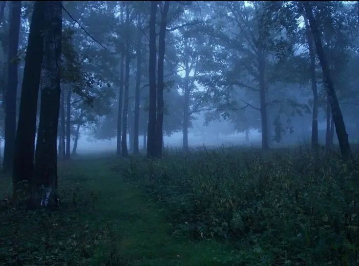 Create meme: fog nature, dark misty forest, forest 