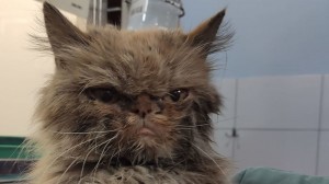 Create meme: cat Maine Coon, Persian cat, a scaredy-cat