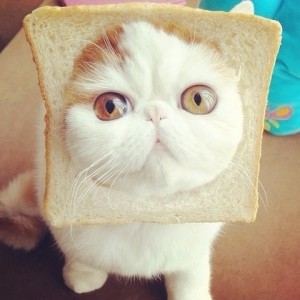 Создать мем: кот снупи в хлебе, самый няшный котик в мире, самый няшный котик