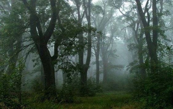 Create meme: forest fog, Sherwood Forest Hobbit, Neil Burnell The mystical forest