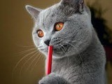 Create meme: British cat , grey cat , cats 