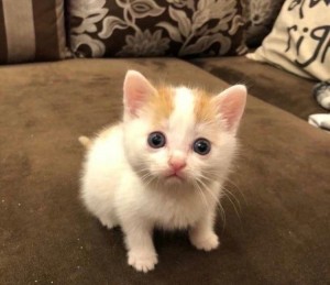 Create meme: white kitten, Angora cat, kitties