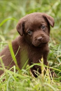 Create meme: Labrador puppy, Labrador Retriever chocolate