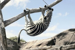 Создать мем: zebra, африканские животные, зебра смешная