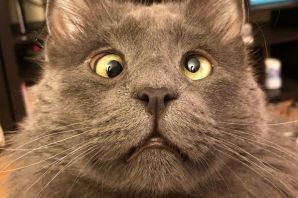 Create meme: cross-eyed cat Jarvis, Fedor the cross-eyed cat, cross - eyed cat