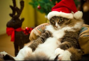 Create meme: Christmas cats, cat and new year