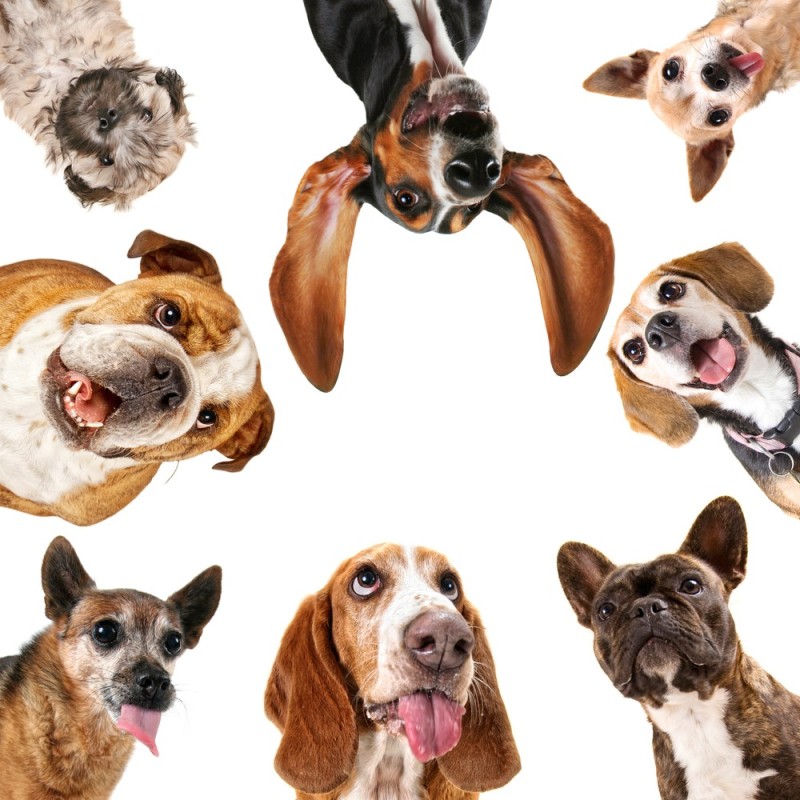 Создать мем: маленькие собаки, иллюстрации собак разных пород, собака