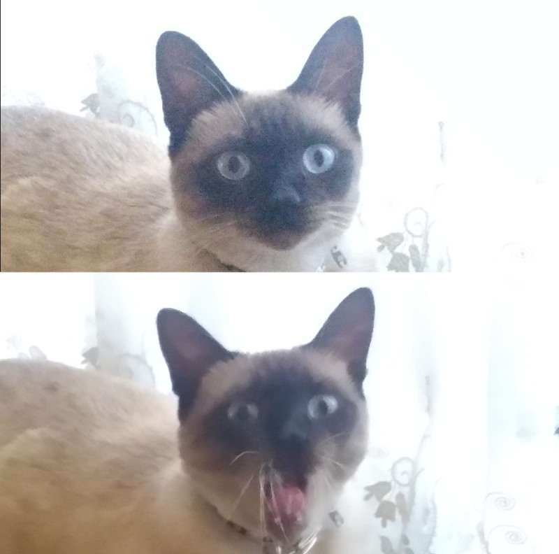 Создать мем: котики сиамские, сиамский кот с усами, удивленный сиамский кот
