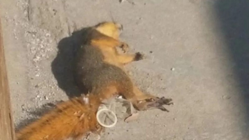 Create meme: The squirrel crashed, the dead squirrel, dead squirrel