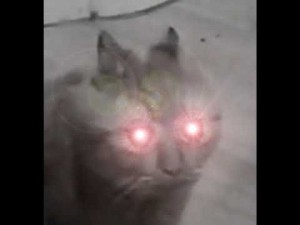 Create meme: cats, cat with glowing eyes meme, cat
