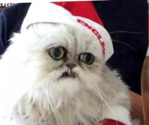Создать мем: уилфред уорриор кот, коты и новый год мемы, кот домашний