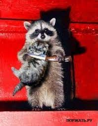 Create meme: funny raccoons, cat, enotice