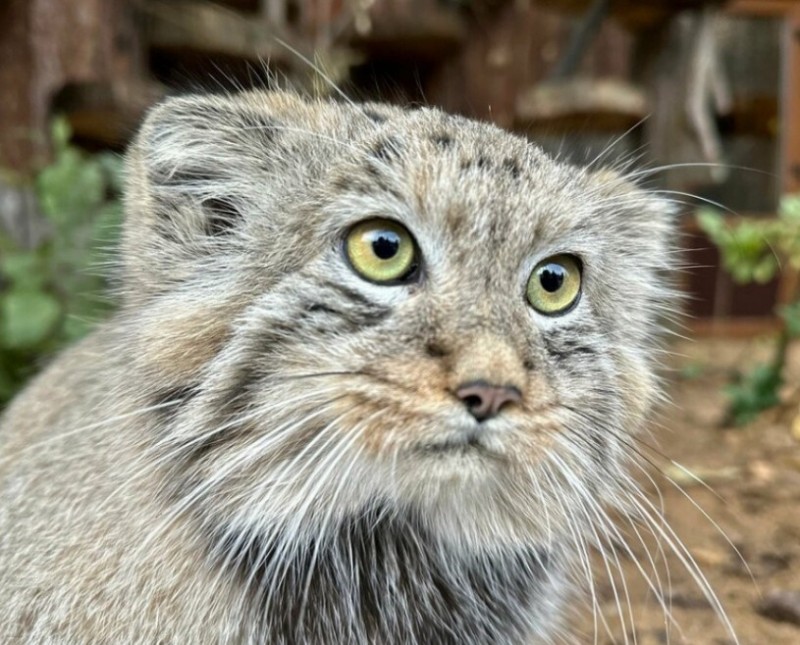 Create meme: cat manul , manul , manul timofey moscow zoo