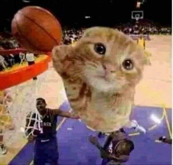 Создать мем: кошка, котик баскетболист, кот баскетболист