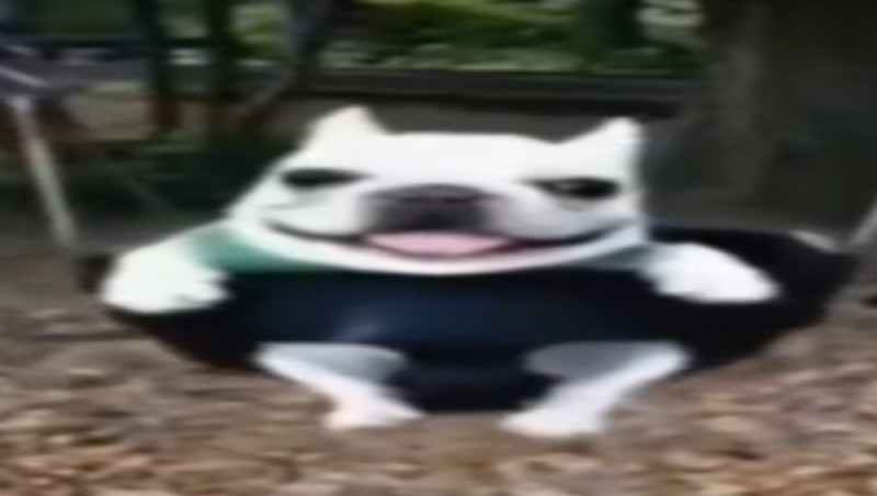 Create meme: dog funny, a dog in adidas, A bulldog on a swing