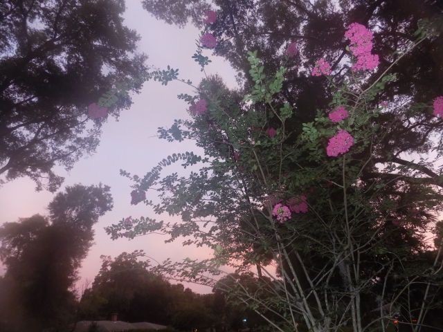 Создать мем: цветы растения, цветы индии, розовое небо на поляне цветов