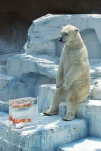 Создать мем: ледяной медведь, polar bear, очень смешные фото белых медведей