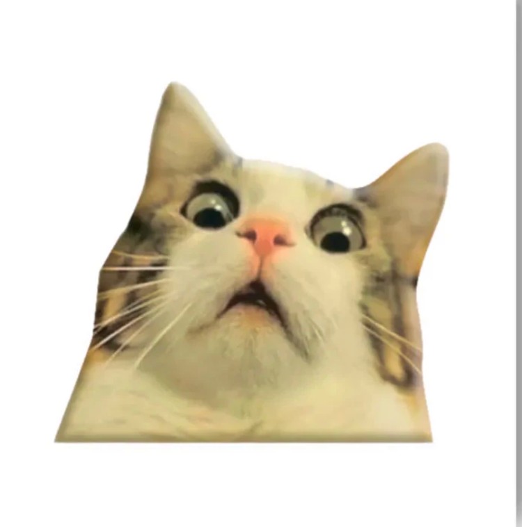 Create meme: the surprised cat meme, scared cat meme, cat in shock