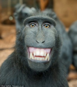 Create meme: ., monkey, maymun