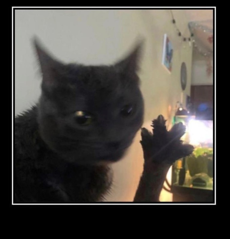 Create meme: cat , Kote , black cat