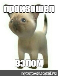 Create meme: cat cat, cat meme what's going on, happened trolling meme